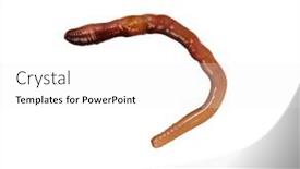  Presentation with worm - PPT layouts having big-earth-worm-isolated background and a white colored foreground