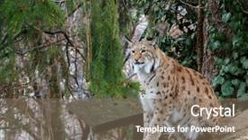  Presentation with wood log - Cool new PPT layouts with bobcat - big eurasian lynx wild cat backdrop and a gray colored foreground