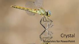  Presentation with eyes - Audience pleasing PPT theme consisting of big eyes backdrop and a coral colored foreground