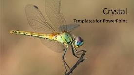  Presentation with eyes - Presentation enhanced with big eyes background and a coral colored foreground