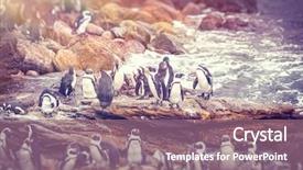  Presentation with nature animals birds - Slides with big family of penguins many background and a coral colored foreground