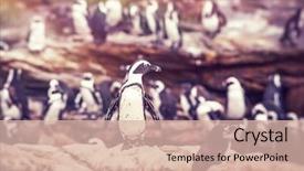  Presentation with nature animals birds - PPT theme having big family of penguins many background and a lemonade colored foreground