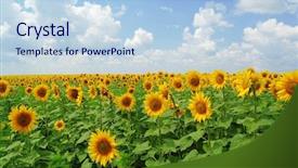  Presentation with blue gold - Audience pleasing presentation theme consisting of sunflowers under the blue sky backdrop and a light blue colored foreground
