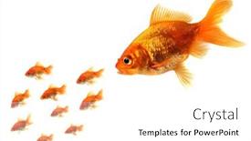  Presentation with goldfish - Audience pleasing slide set consisting of big-fish-chasing-little-goldfish backdrop and a white colored foreground