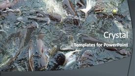  Presentation with fish pond - Slides consisting of fish in the pond catfish background and a gray colored foreground