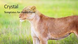  Presentation with african beauty - Audience pleasing theme consisting of big five game drive beauty backdrop and a yellow colored foreground