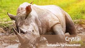  Presentation with expedition - Theme featuring south african wild rhino bathing background and a coral colored foreground