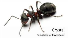  Presentation with ant - Colorful presentation design enhanced with big forest ant isolated backdrop and a white colored foreground