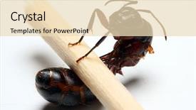  Presentation with ant - Slide set having big forest ant isolated background and a lemonade colored foreground