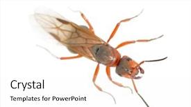  Presentation with ant - Amazing slides having big forest ant isolated backdrop and a white colored foreground