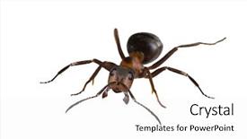  Presentation with ant - Cool new PPT theme with big forest ant isolated backdrop and a white colored foreground