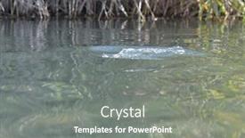  Presentation with trout - Slide set having big-gobble-of-a-trout background and a gray colored foreground