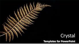  Presentation with black and gold mistletoe - PPT layouts enhanced with big-golden-leaf-on-black background and a black colored foreground