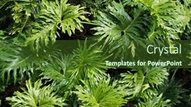  Presentation with tropical forest - PPT theme enhanced with big-green-leaves-of-monstera background and a tawny brown colored foreground