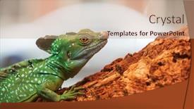  Presentation with green - Slides having big-green-lizard background and a soft green colored foreground