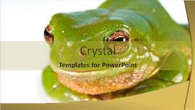  Presentation with frog - Slide deck consisting of big green tree frog litoria caerula up close and personal background and a gold colored foreground