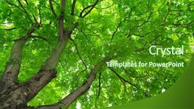  Presentation with green tree - Colorful theme enhanced with big green tree nature composition backdrop and a forest green colored foreground