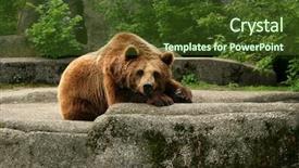  Presentation with zoo - PPT theme with big grizzly bear relaxing background and a tawny brown colored foreground