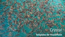  Presentation with water park - Cool new presentation with big-group-of-red-tail backdrop and a ocean colored foreground