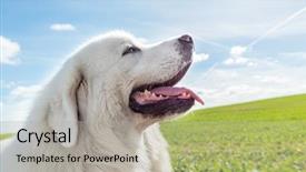  Presentation with sheepdog - PPT theme featuring big guard dog enjoying a walk on a sunny day polish tatra sheepdog also known as podhalan or owczarek podhalanski background and a light gray colored foreground