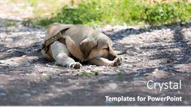  Presentation with leash - Cool new PPT theme with big-guard-dog backdrop and a gray colored foreground