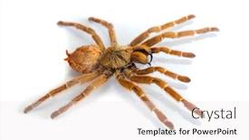  Presentation with spider - Colorful theme enhanced with big hairy spider isolated backdrop and a sky blue colored foreground