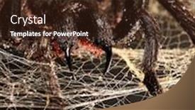  Presentation with spider web - Amazing PPT theme having big hairy tarantula with fangs hanging on spider web backdrop and a tawny brown colored foreground