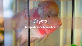  Presentation with thailand - Amazing PPT theme having big-head-flower-horn-fish backdrop and a coral colored foreground