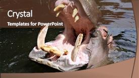  Presentation with christian templar knight looking - Colorful PPT layouts enhanced with big hippo looking for a meal backdrop and a tawny brown colored foreground