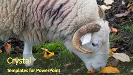  Presentation with close up view of the compass on old paper - Audience pleasing presentation theme consisting of big horn sheep - close up view backdrop and a tawny brown colored foreground