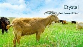  Presentation with gross domestic product - Theme with big horn sheep - flock domestic goats grazing background and a  colored foreground