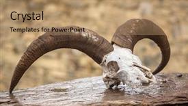  Presentation with stepping stone - Presentation theme having big horn sheep - ram skull on the stone background and a coral colored foreground