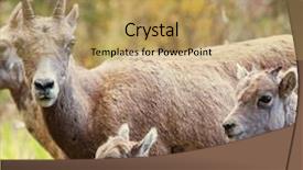  Presentation with yellowstone - Slides featuring big horn sheep - wild goat in yellowstone national background and a  colored foreground