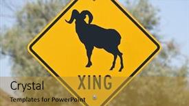  Presentation with caution - Slides consisting of big horn sheep crossing caution background and a  colored foreground