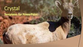  Presentation with nevada desert - Cool new PPT layouts with big-horn-sheep-roam backdrop and a tawny brown colored foreground
