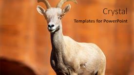  Presentation with nevada desert - Amazing PPT theme having big-horn-sheep-roam backdrop and a gold colored foreground