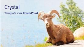  Presentation with canada - Slide deck with big horn sheep background and a sky blue colored foreground