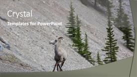  Presentation with banff national park - Beautiful PPT theme featuring big-horned-sheep backdrop and a gray colored foreground