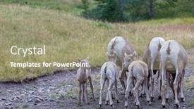  Presentation with banff national park - Slide set featuring big-horned-sheep background and a coral colored foreground