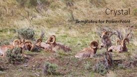  Presentation with banff national park - Audience pleasing slide set consisting of big-horned-sheep backdrop and a coral colored foreground