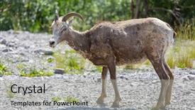  Presentation with banff national park - Theme having big-horned sheeps background and a light gray colored foreground