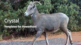  Presentation with banff national park - Beautiful slides featuring big-horned sheeps backdrop and a dark gray colored foreground