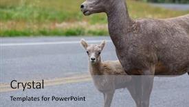  Presentation with banff national park - Slide set consisting of big-horned sheeps background and a light gray colored foreground