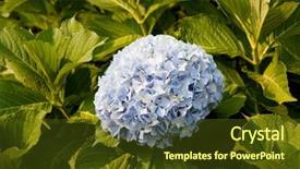  Presentation with hydrangea - PPT theme featuring big hydrangea plant with blue background and a  colored foreground