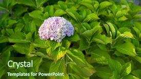  Presentation with blue flower - Colorful PPT layouts enhanced with big hydrangea plant with blue backdrop and a  colored foreground