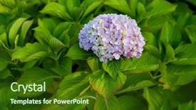  Presentation with blue flower - Cool new theme with big hydrangea plant with blue backdrop and a  colored foreground