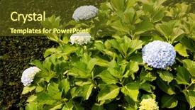  Presentation with hydrangea - PPT theme consisting of big hydrangea plant with flowers background and a  colored foreground