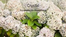  Presentation with hydrangea - Amazing presentation theme having big hydrangea plant with many backdrop and a lemonade colored foreground