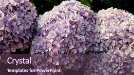  Presentation with hydrangea - Amazing slide deck having big hydrangea plant with many backdrop and a tawny brown colored foreground