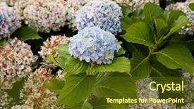  Presentation with hydrangea - Amazing PPT theme having big hydrangea plant with many backdrop and a tawny brown colored foreground